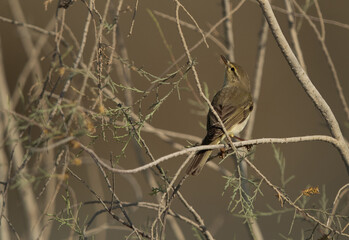 Common Chiffchaff on bush at Asker marsh, Bahrain