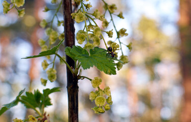 Forest ant siting on wild currant bush and looks at the flowers in spring sunny day. Forest in background.