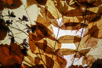 dry autumn leaves herbarium background