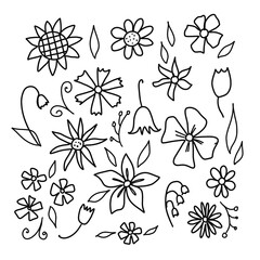 Floral elements, graphic linear doodles 