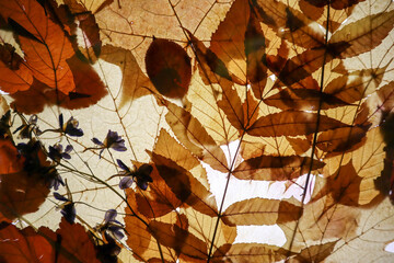 dry autumn leaves herbarium background