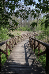 Obraz premium beautiful wooden path bridge in the spring forest in national park
