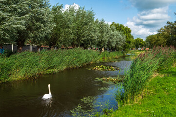 A swan swims in a canal in the Netherlands when the weather is great 