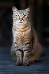 un chat commun assis sur le sol &agrave; attendre