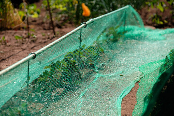 Bed with small plants in a garden covered with a  garden net. Seen in Germany in June
