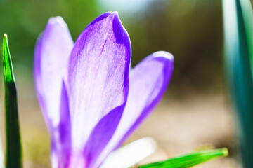 Fototapeta na wymiar Spring natural background. Purple crocus flower. Close-up. Spring sunny day.