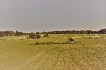 landscape with cows