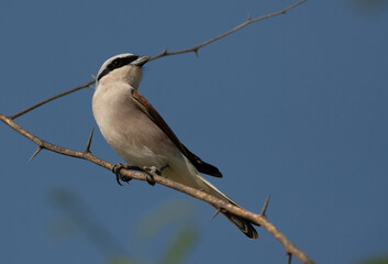 Red-backed shrike perched on acacia tree, Bahrain