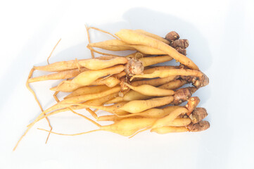 Top View finger root Isolated on white background
(Krachai) Thai herb 
