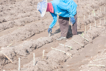 Farmers are planting cassava which is an important food crop and It is one of the important cash crops in Thailand.