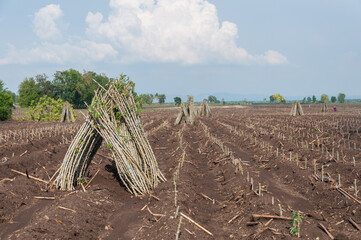 Rows of young cassava plant in farmland. preparing for Cassava field planting. Bunches of breeding sapling of cassava in the plantation.
