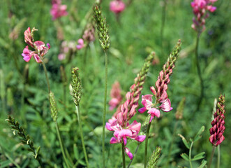 Pink wildflowers, Castelluccio di Norcia, Italy