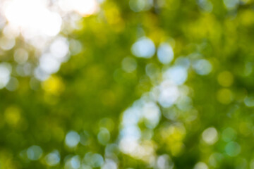 abstract blurred nature background, defocused lush green foliage against blue sky and golden...