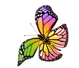 Color butterfly , isolated on white background