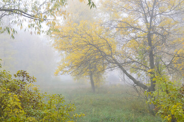 trees in the fog