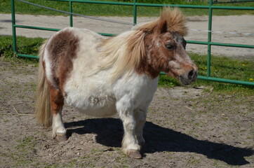 Kucyk , Kuc , Konik Polski , konik , mały konik , kucyk ,Koń , mały Konik