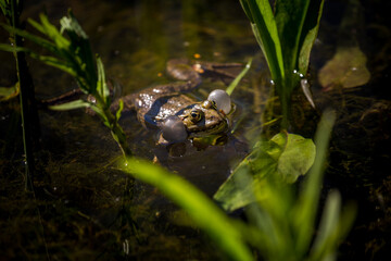green frog in the water