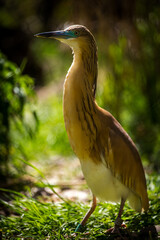 Great Egret portrait in nature