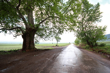 Rural landscape with trees and road. Nature background.