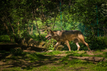 Naklejka na ściany i meble Wolf in action in zoo park