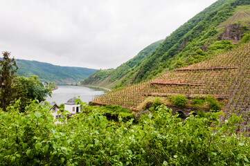 Beilstein, Burgruine, Metternich, Mosel, Moseltal, Weinberge,  Cochem-Zell, Rheinland-Pfalz,...