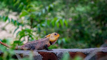 What do you think about this lizard? Why it came outside from the hidden world of branches? Is it searching for food or enjoying the climate. Look at its tail I thought it is giving a pose to my DSLR