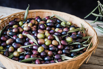 Fresh olives in basket harvest.