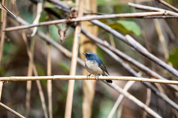 Slaty - blue Flycatcher