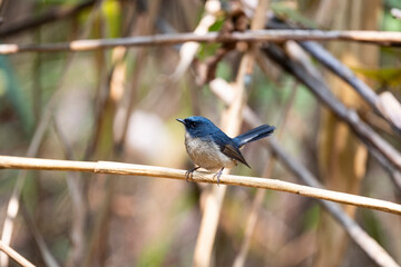 Slaty - blue Flycatcher