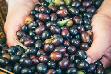 Fresh olives in hands background close up harvest.	