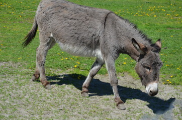 zwierzak, osioł, kangur, ssak, farma, charakter, gras, torbacz, australia, dzika natura, kłos, braun, cheval, muł, glow, walabia, bystra, grej, hayfield, portret, futro, pola, zwierzęcej, buzia, ogród © Szymon