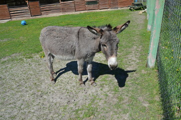 zwierzak, osioł, kangur, ssak, farma, charakter, gras, torbacz, australia, dzika natura, kłos, braun, cheval, muł, glow, walabia, bystra, grej, hayfield, portret, futro, pola, zwierzęcej, buzia, ogród