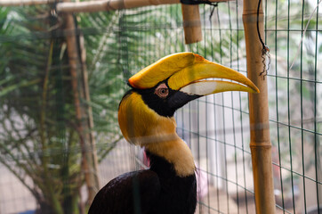 beautiful hornbill sits in a cage in a zoo