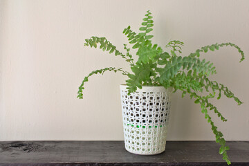 White pot with tuberous sword fern