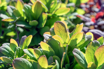 Obraz premium green leaves