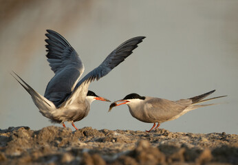 White-cheeked Tern feeding his mate at Asker marsh, Bahrain