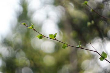 leaves in spring