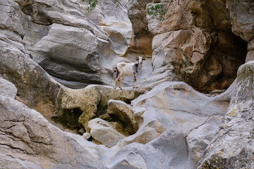 Portrait of domestic goat posing on the bed of a dry river, very beautiful rocky place