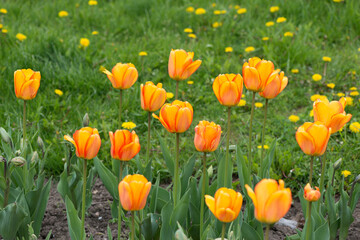field of yellow orange tulips growing near a grassy area with dandelions 