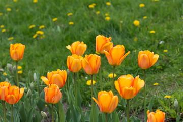 field of yellow orange tulips growing near a grassy area with dandelions 