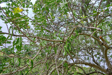 Ceratonia siliqua, commonly known as the carob tree or carob bush, St John's-bread or locust bean or locust tree is part of the pea family, Fabaceae, Here you see the fruits in macro photo