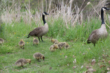 standing Canada goose (Branta canadensis) with numerous yellow plumed goslings nearby in grass with dandelions near shallow ponds