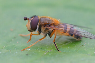Closeup shot of a common hoverfly on a green background