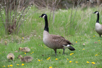 standing Canada goose (Branta canadensis) with numerous yellow plumed goslings nearby in grass with dandelions near shallow ponds