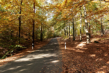 Empty asphalt road through the sunny autumn forest