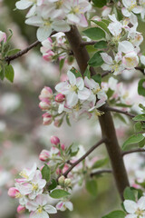 wild apple tree blossoms growing luxuriantly near a creek waterway - cloudy sky - bokeh background