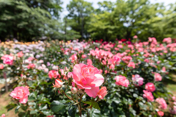 与野公園のバラ