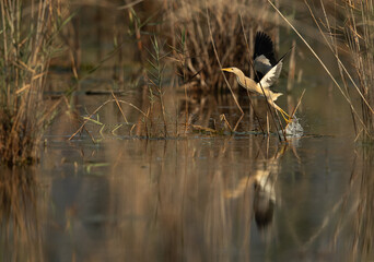 Little Bittern takeoff at Asker marsh, Bahrain