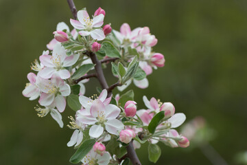 wild apple tree blossoms growing luxuriantly near a creek waterway - cloudy sky - bokeh background