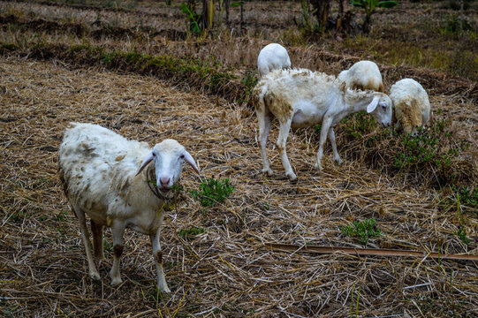 white goat on a farm
